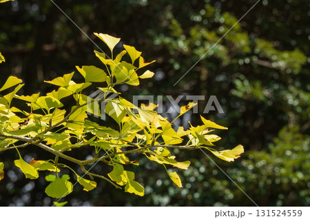 晩夏の山　日差しで輝く銀杏の葉06 131524559