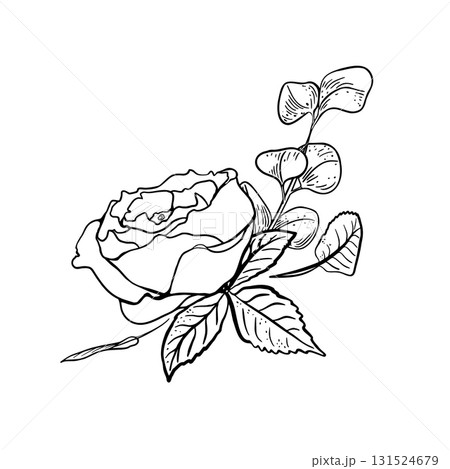 Elegant Floral arrangement black white vector Illustration. Ink drawing rose and eucalyptus sketch. Monochrome botanical painted for packaging, wedding invitations. Flower foliate hand drawn outline. Elegant Floral arrangement black white vector Illustration. Ink drawing rose and eucalyptus sketch. Monochrome botanical painted for packaging, wedding invitations. Flower foliate hand drawn outline. 131524679