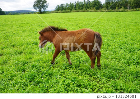 放牧地で草を食むポニーの赤ちゃん 131524681