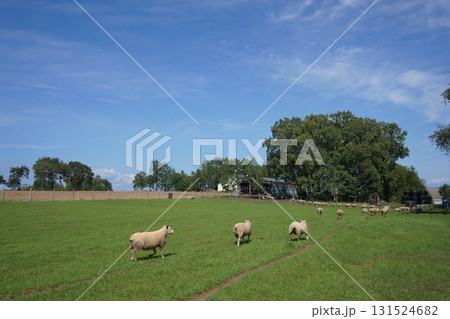 羊の行進 131524682