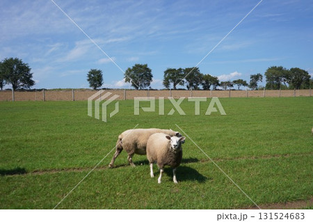 のどかに草を食む羊 131524683