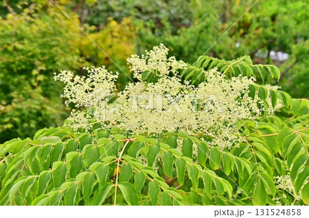 タラノキの花 タラノキの花 131524858