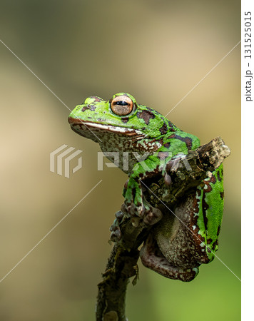 池の木の枝に掴まるモリアオガエル④ 131525015
