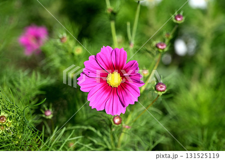 コスモス 131525119