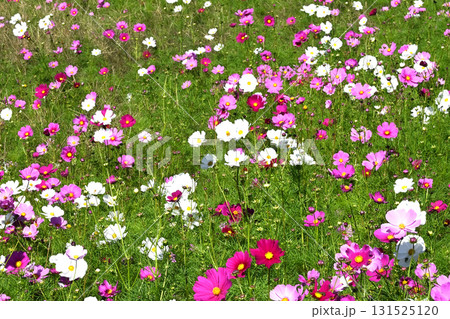 コスモス 131525120