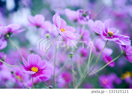 コスモス 131525121