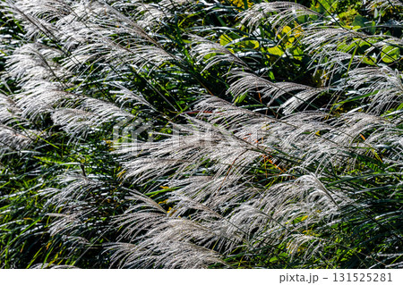 ススキ ススキ 131525281