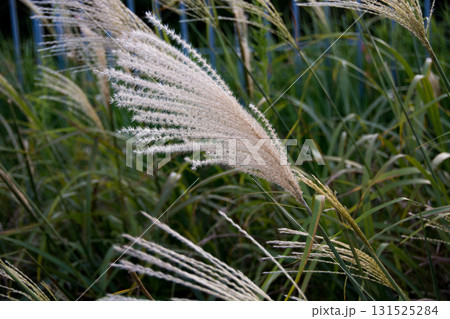 ススキ 131525284