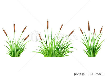 Grass reed vector illustrations on white background. Tall cattail on wetland. Bulrush with long green leaves. Coastal summer aquatic plants on swamp 131525838