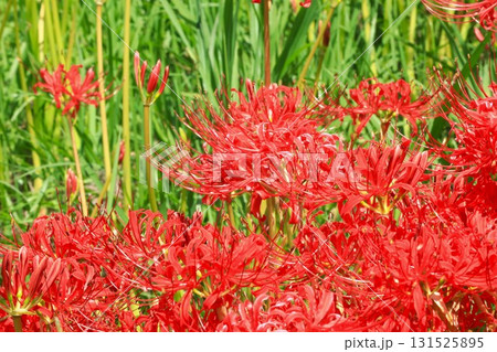 秋の河川敷に咲く彼岸花 秋の河川敷に咲く彼岸花 131525895
