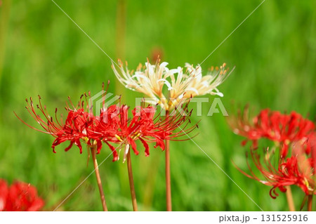 秋の河川敷に咲く彼岸花 秋の河川敷に咲く彼岸花 131525916
