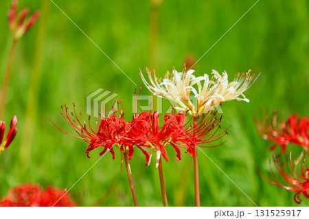 秋の河川敷に咲く彼岸花 秋の河川敷に咲く彼岸花 131525917
