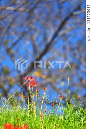 秋の河川敷に咲く彼岸花 秋の河川敷に咲く彼岸花 131525918