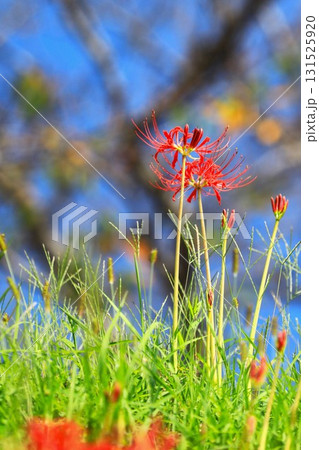 秋の河川敷に咲く彼岸花 秋の河川敷に咲く彼岸花 131525920