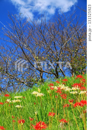 秋の河川敷に咲く彼岸花 秋の河川敷に咲く彼岸花 131525923