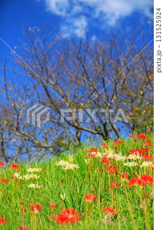 秋の河川敷に咲く彼岸花 秋の河川敷に咲く彼岸花 131525924
