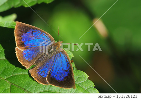 ムラサキシジミ（オス） 131526123