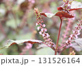 赤紫蘇の花の写真 131526164