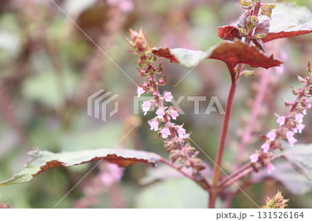 赤紫蘇の花の写真 赤紫蘇の花の写真 131526164