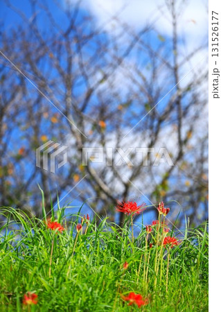 秋の河川敷に咲く彼岸花 秋の河川敷に咲く彼岸花 131526177