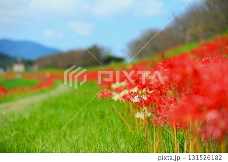 秋の河川敷に咲く彼岸花 131526182