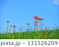 秋の河川敷に咲く彼岸花 131526209