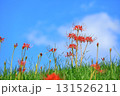 秋の河川敷に咲く彼岸花 131526211