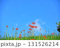 秋の河川敷に咲く彼岸花 131526214
