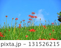秋の河川敷に咲く彼岸花 131526215