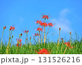 秋の河川敷に咲く彼岸花 131526216