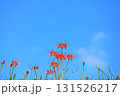秋の河川敷に咲く彼岸花 131526217