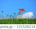 秋の河川敷に咲く彼岸花 131526218