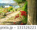 秋の河川敷に咲く彼岸花 131526221