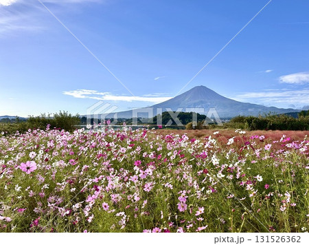 コスモスと富士山 コスモスと富士山 131526362