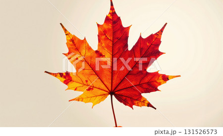 余白のある赤い紅葉の一枚、シンプルな背景 131526573
