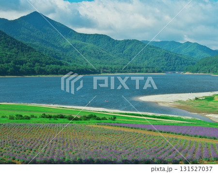 夏の北海道南富良野 かなやま湖 ラベンダー園と湖畔 夏の北海道南富良野 かなやま湖 ラベンダー園と湖畔 131527037