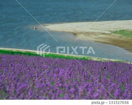 夏の北海道南富良野 かなやま湖 ラベンダー園と湖畔 夏の北海道南富良野 かなやま湖 ラベンダー園と湖畔 131527038