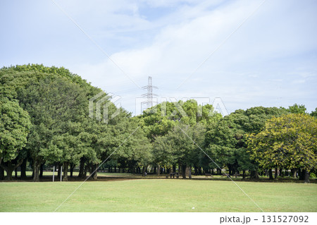 芝生広場 広場 芝生 木々 公園 イメージ 131527092