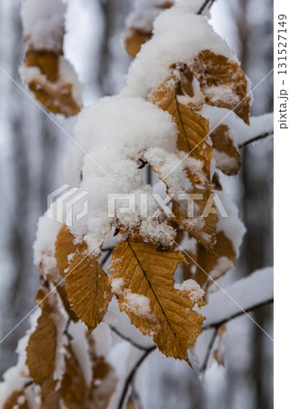 Snow-covered leaves on a tree branch in a forest during winter 131527149