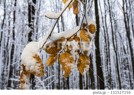 Winter landscape with snow-covered branches and brown leaves in a tranquil forest setting during the cold season 131527150