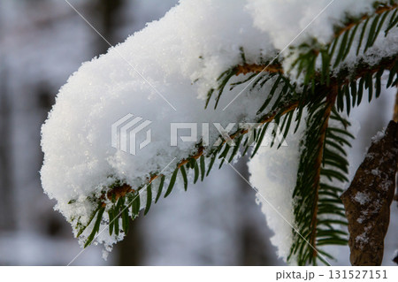 Snow accumulates on evergreen branches in a serene winter forest landscape showcasing nature s beauty 131527151