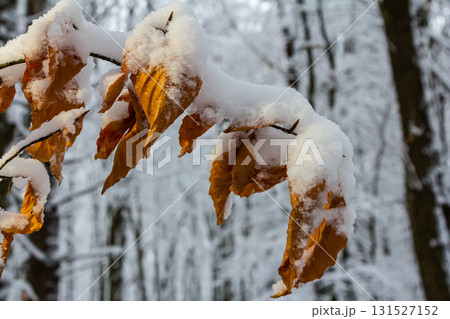 Branches with brown leaves covered in snow amidst a winter forest setting showcasing the beauty of nature during cold weather Branches with brown leaves covered in snow amidst a winter forest setting showcasing the beauty of nature during cold weather 131527152