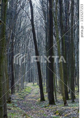 Dense forest path winding through tall, bare trees in early spring with soft sunlight filtering through branches Dense forest path winding through tall, bare trees in early spring with soft sunlight filtering through branches 131527153
