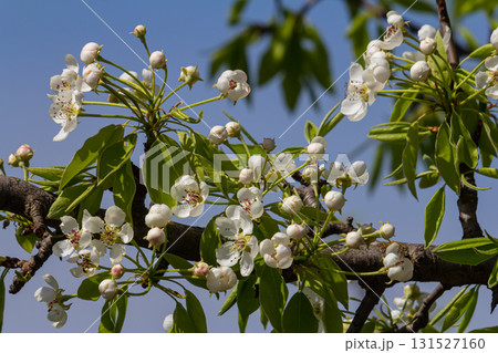 Branch of blooming pear tree . White flowers on a pear tree. Spring background 131527160