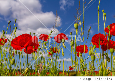 Papaver rhoeas or common poppy, red poppy is an annual herbaceous flowering plant in the poppy family, Papaveraceae, with red petals Papaver rhoeas or common poppy, red poppy is an annual herbaceous flowering plant in the poppy family, Papaveraceae, with red petals 131527173