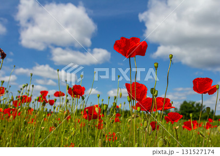 Papaver rhoeas or common poppy, red poppy is an annual herbaceous flowering plant in the poppy family, Papaveraceae, with red petals Papaver rhoeas or common poppy, red poppy is an annual herbaceous flowering plant in the poppy family, Papaveraceae, with red petals 131527174