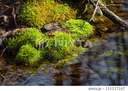 Lush green moss thrives on rocks by a tranquil stream during a sunny afternoon in a forested area Lush green moss thrives on rocks by a tranquil stream during a sunny afternoon in a forested area 131527187