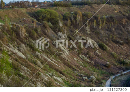 Rolling green hills adorned with blossoming white flowers under clear skies during springtime capturing the beauty of nature's revival Rolling green hills adorned with blossoming white flowers under clear skies during springtime capturing the beauty of nature's revival 131527200