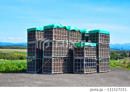 じゃがいも収穫コンテナ 131527251