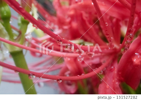 雨のしずくを纏う赤いヒガンバナ 131527282